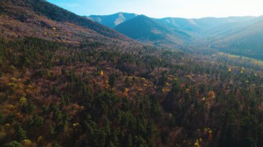 Avrupa 'da güzel renkli yoğun orman