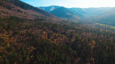 Avrupa 'da güzel renkli yoğun orman