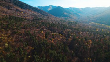 Avrupa 'da güzel renkli yoğun orman