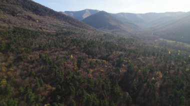 Avrupa 'da güzel renkli yoğun orman