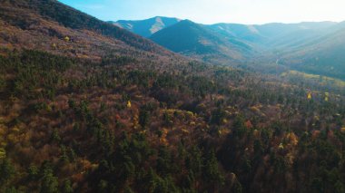 Avrupa 'da güzel renkli yoğun orman