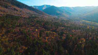 Avrupa 'da güzel renkli yoğun orman