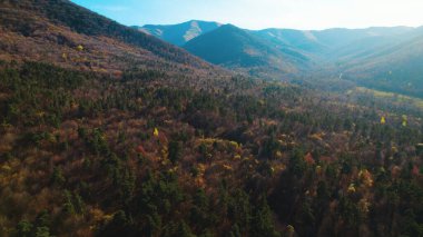 Avrupa 'da güzel renkli yoğun orman