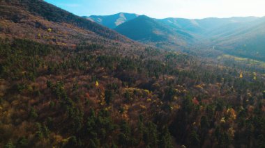 Avrupa 'da güzel renkli yoğun orman