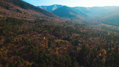 Avrupa 'da güzel renkli yoğun orman