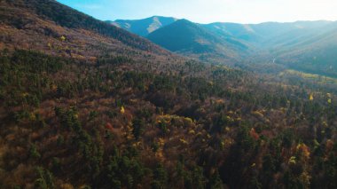 Avrupa 'da güzel renkli yoğun orman