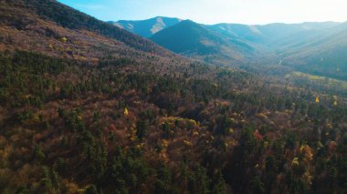 Avrupa 'da güzel renkli yoğun orman