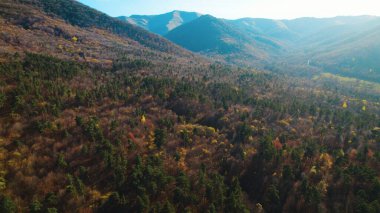 Avrupa 'da güzel renkli yoğun orman