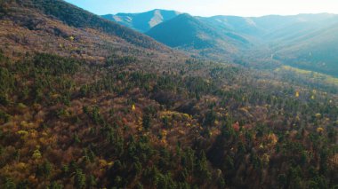 Avrupa 'da güzel renkli yoğun orman