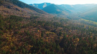 Avrupa 'da güzel renkli yoğun orman