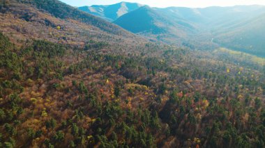 Avrupa 'da güzel renkli yoğun orman