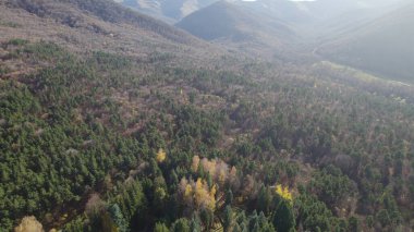 Avrupa 'da güzel renkli yoğun orman