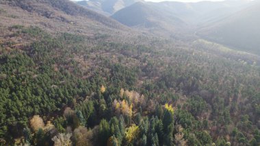 Avrupa 'da güzel renkli yoğun orman