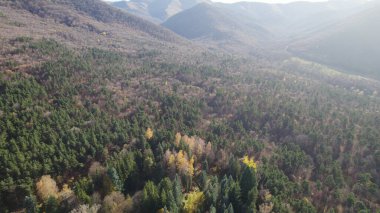 Avrupa 'da güzel renkli yoğun orman