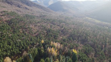 Avrupa 'da güzel renkli yoğun orman