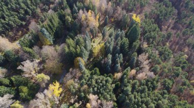Avrupa 'da güzel renkli yoğun orman
