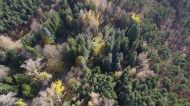 Avrupa 'da güzel renkli yoğun orman