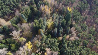 Avrupa 'da güzel renkli yoğun orman