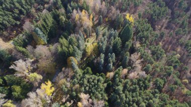 Avrupa 'da güzel renkli yoğun orman