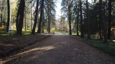 Avrupa 'da güzel renkli yoğun orman
