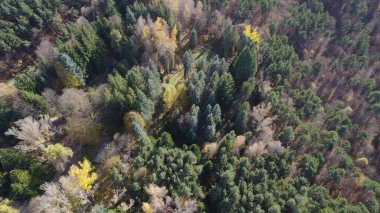 Avrupa 'da güzel renkli yoğun orman