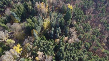Avrupa 'da güzel renkli yoğun orman