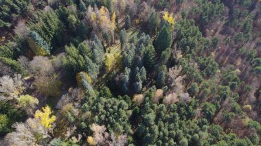 Avrupa 'da güzel renkli yoğun orman