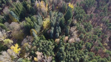 Avrupa 'da güzel renkli yoğun orman