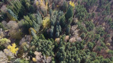 Avrupa 'da güzel renkli yoğun orman