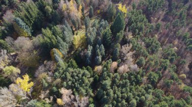 Avrupa 'da güzel renkli yoğun orman