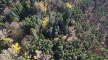 Avrupa 'da güzel renkli yoğun orman