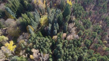 Avrupa 'da güzel renkli yoğun orman