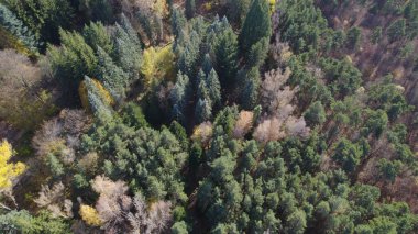 Avrupa 'da güzel renkli yoğun orman