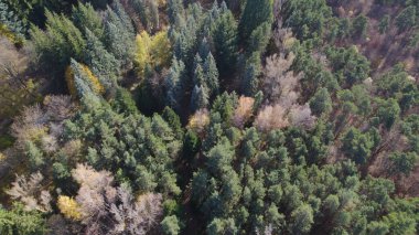 Avrupa 'da güzel renkli yoğun orman