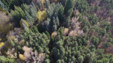 Avrupa 'da güzel renkli yoğun orman