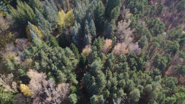 Avrupa 'da güzel renkli yoğun orman