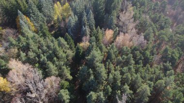 Avrupa 'da güzel renkli yoğun orman