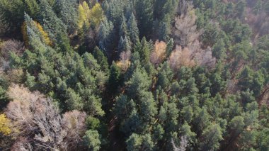 Avrupa 'da güzel renkli yoğun orman