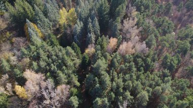 Avrupa 'da güzel renkli yoğun orman