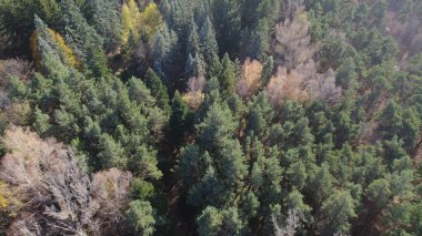 Avrupa 'da güzel renkli yoğun orman
