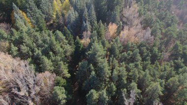 Avrupa 'da güzel renkli yoğun orman