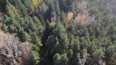 Avrupa 'da güzel renkli yoğun orman