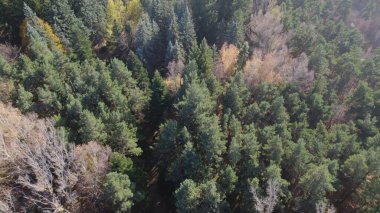 Avrupa 'da güzel renkli yoğun orman