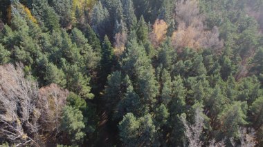 Avrupa 'da güzel renkli yoğun orman