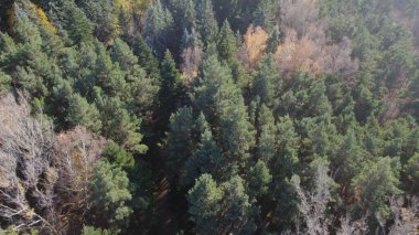 Avrupa 'da güzel renkli yoğun orman