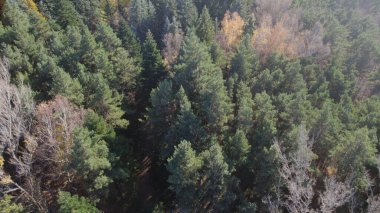 Avrupa 'da güzel renkli yoğun orman