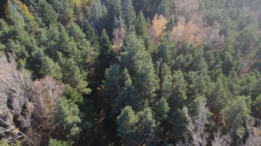 Avrupa 'da güzel renkli yoğun orman