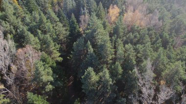 Avrupa 'da güzel renkli yoğun orman