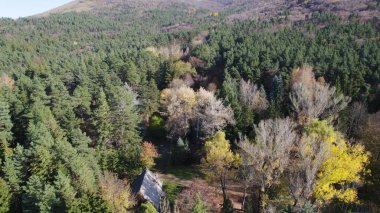 Avrupa 'da güzel renkli yoğun orman