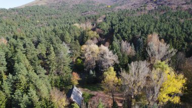 Avrupa 'da güzel renkli yoğun orman